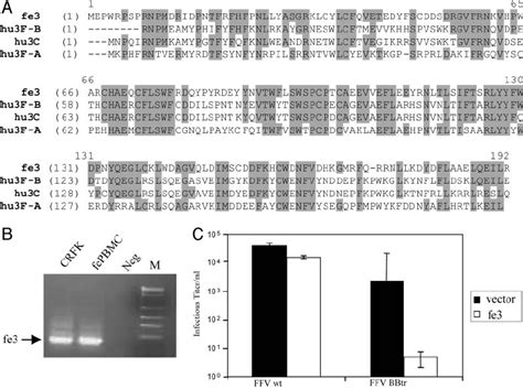 fefab|The antiretroviral activity of APOBEC3 is inhibited by the foamy。